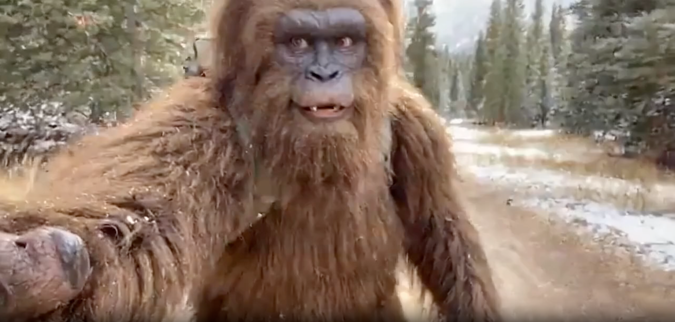 Authentic Bigfoot Personality